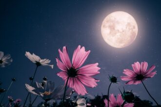 Ir ką iš tiesų galvoja mokslas apie populiariuosius Mėnulio kalendorius ir „mistiškas“ pilnaties galias.