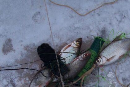 Seimas linkęs pritarti siūlymui numatyti galimybę iš brakonieriaujančių žvejų konfiskuoti transporto priemones.