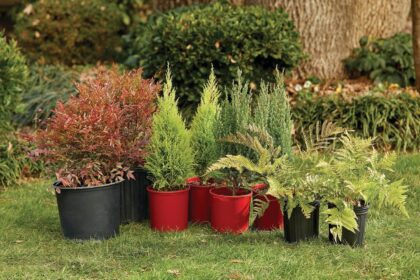 8 paslaptys, kaip sode išdėstyti augalus