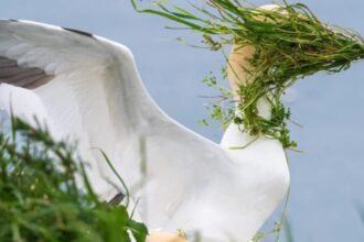 Kartais atrodo, kad laukinė gamta – tai vien tik kova už išlikimą, griežti dėsniai ir negailestingi instinktai.
