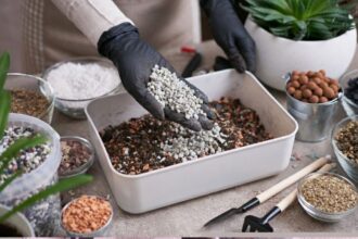 Daugelis daržininkų jau seniai naudoja dirvožemio struktūrą gerinančius puriklius – vermikulitą, perlitą, diatomitą.