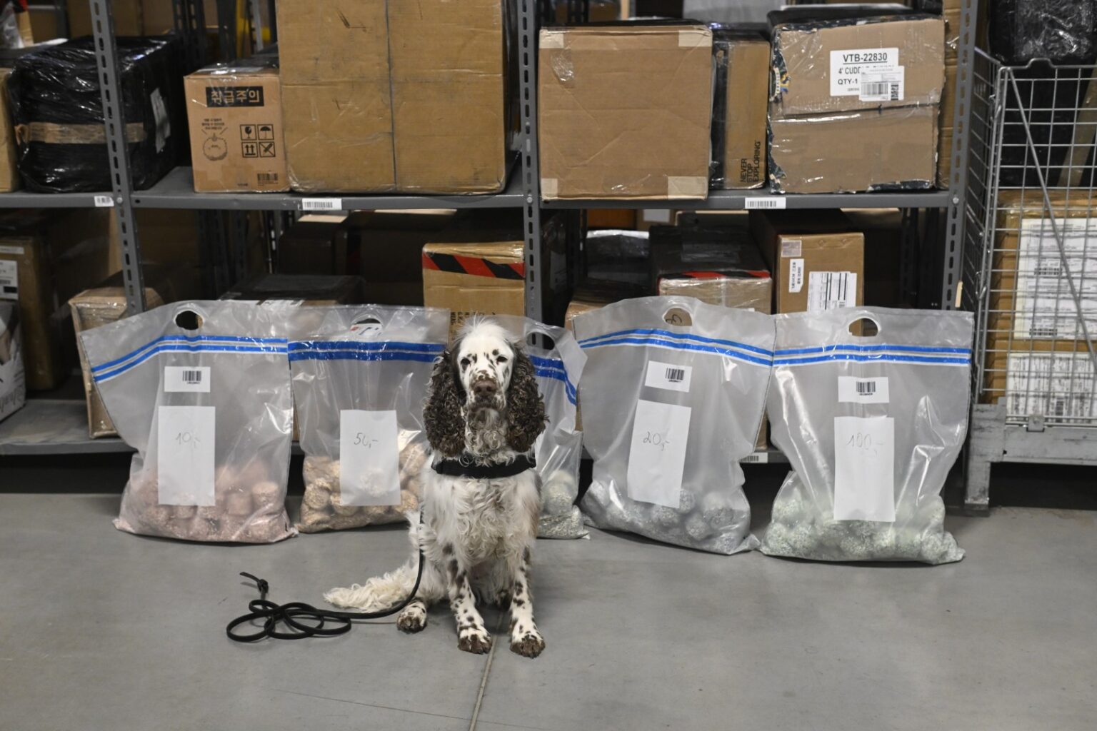 Muitinės pareigūnei Jogai Lietuvos bankas perdavė maišus eurų. Tiesa, šie pinigai – jau išimti iš apyvartos ir supjaustyti. Tačiau 5,5 metų anglų springerspanielių veislės kalytei jų vertė – neįkainojama.