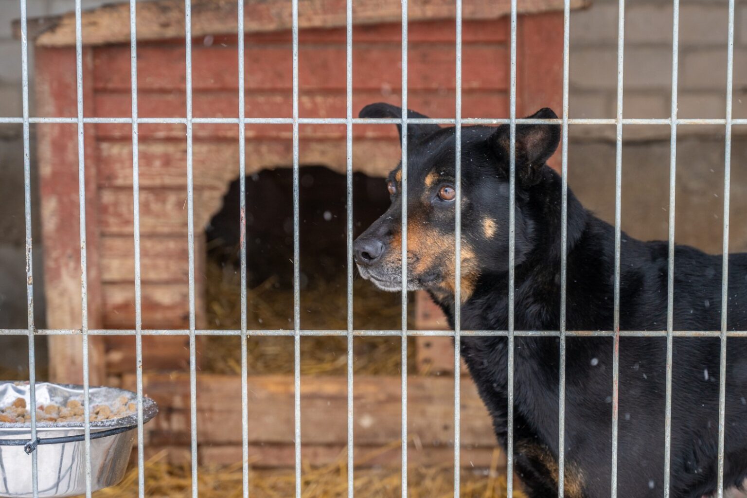 Daugiau nei dešimtmetį vos keli kilometrai nuo Panevėžio, Karšinaukos kaime, veikiančios gyvūnų prieglaudos ateitis tapo miglota.
