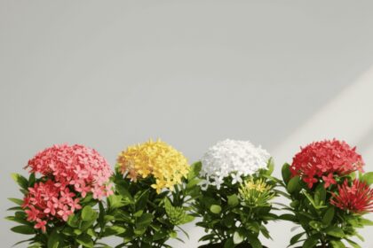 Tarp daugybės egzotiškų, dailiai žydinčių augalų, kurie mūsų klimato sąlygomis gali komfortiškai gyvuoti tik oranžerijose arba kambaryje, yra ir stebėtinai nereiklių, su kurių priežiūra susidorotų net pradedantis gėlininkas, ir gana lepių.