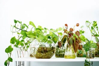 Kaip ir kokius kambarinius augalus galima sėkmingai auginti tiesiog vandenyje.