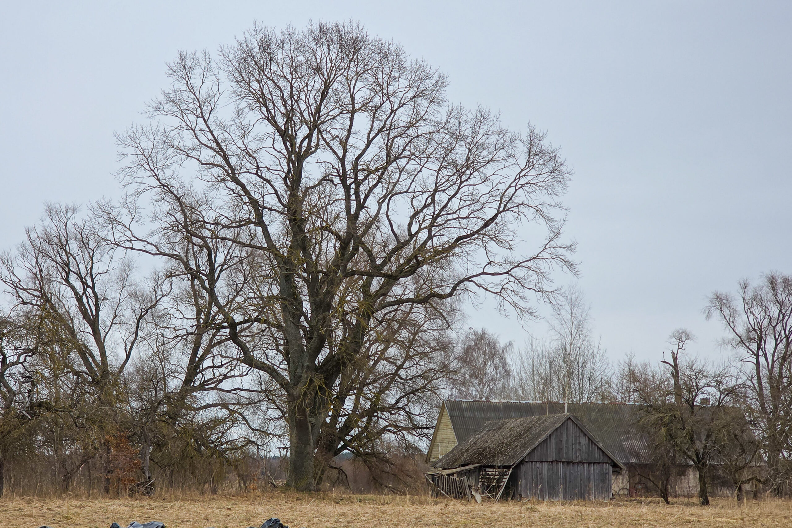Šį galiūną apžiūrėję Valstybinės saugomų teritorijų tarnybos specialistai tvirtina, jog paveldo objektu ąžuolą verta pripažinti ne tik dėl įspūdingo dydžio, bet ir todėl, jog gal net šimtmečius augo žmogaus beveik nepaliestas, niekada negenimas. G. KARTANO nuotr.