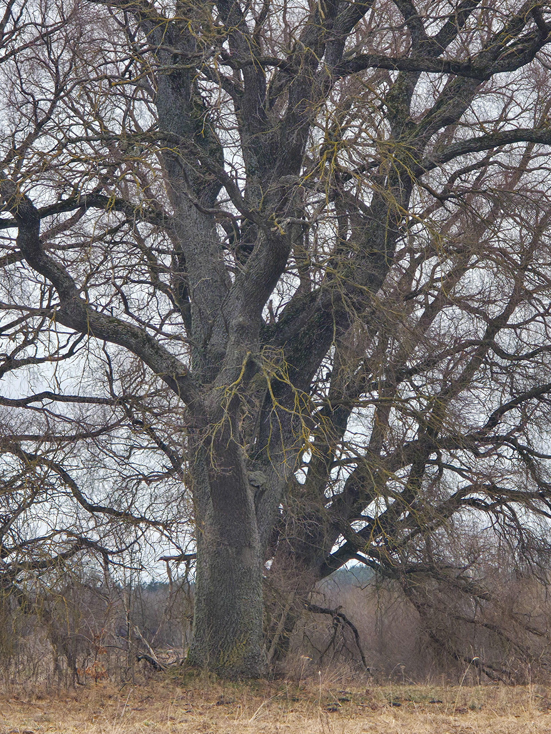 Palaukių ąžuolas užaugo iki 34,5 metro. G. KARTANO nuotr. 