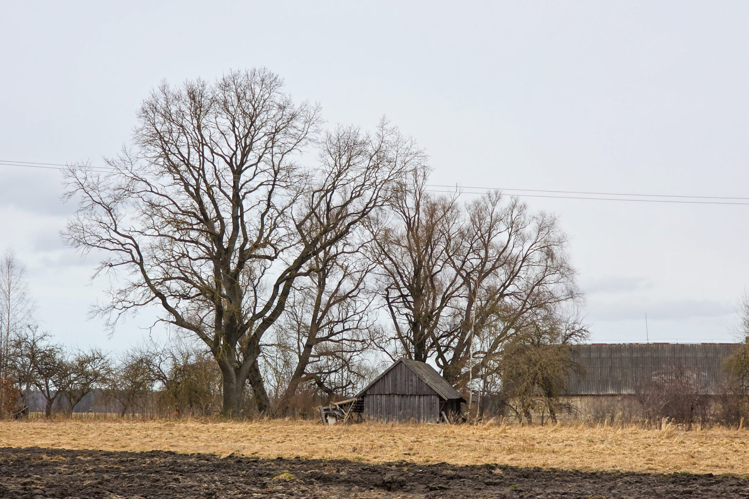 Panevėžio rajonas turės naują įžymybę. Negyvenamoje Palaukių kaimo sodyboje keroja ąžuolas – pretendentas tapti gamtos paveldo objektu ir būti saugomas valstybės.