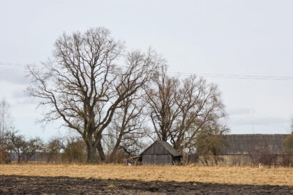 Panevėžio rajonas turės naują įžymybę. Negyvenamoje Palaukių kaimo sodyboje keroja ąžuolas – pretendentas tapti gamtos paveldo objektu ir būti saugomas valstybės.