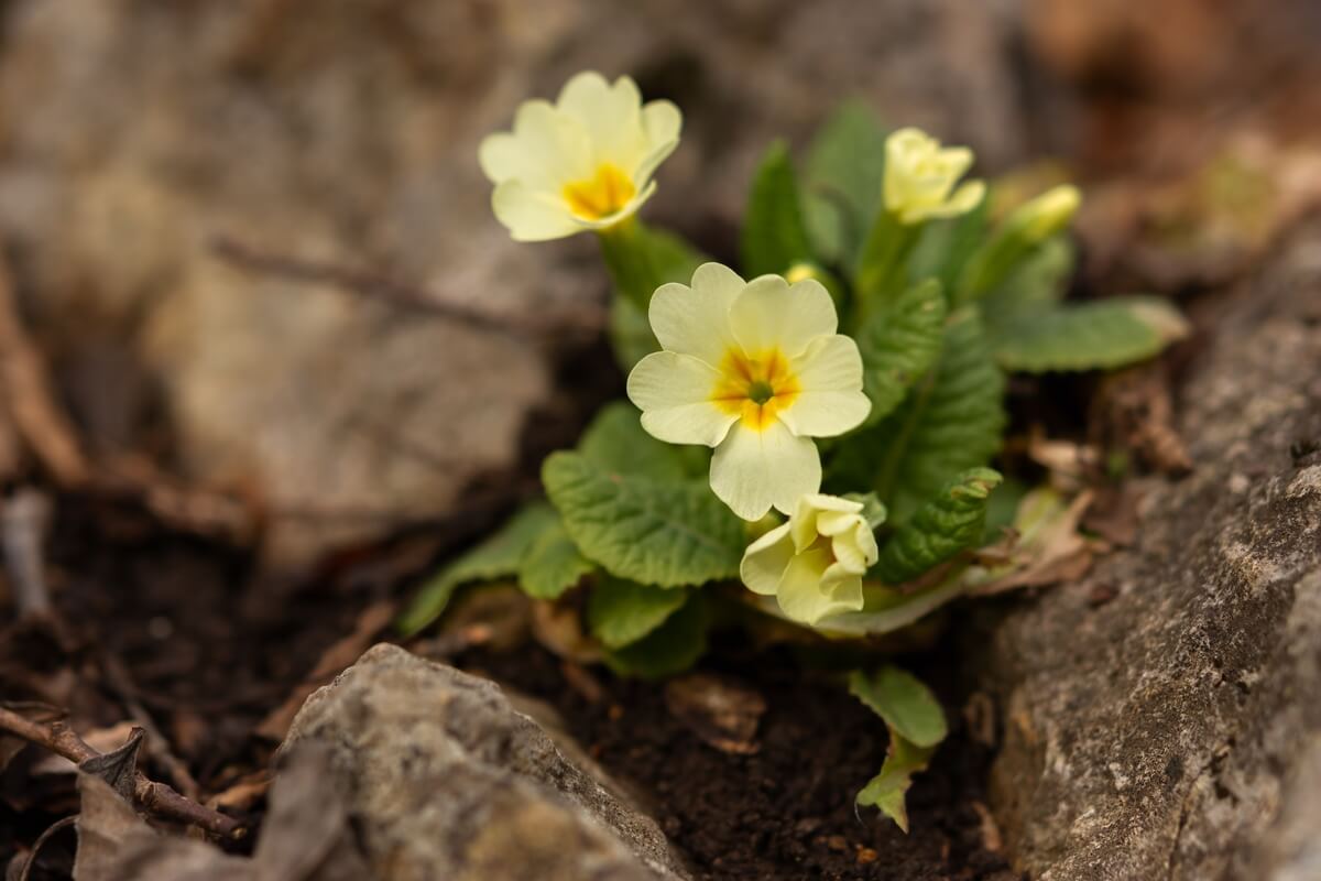 Raktažolės augančios miške iš lieknosbites.lt nuotraukų archyvo