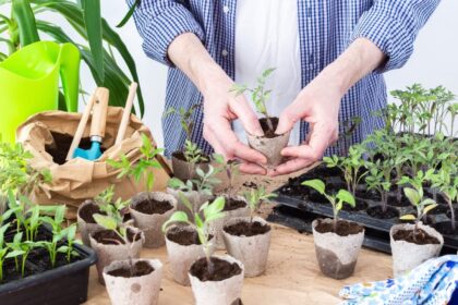 Vien pažvelgus į daigyklas kyla panika dėl ištįsusių it siūlai daigų? Siūlome septynis būdus skubiai sustabdyti šią bėdą.