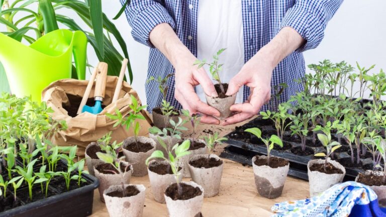 Vien pažvelgus į daigyklas kyla panika dėl ištįsusių it siūlai daigų? Siūlome septynis būdus skubiai sustabdyti šią bėdą.