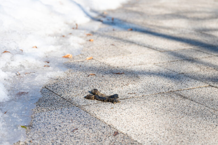 Žiemai skubant palikti miestą praeivių akims atsivėrė jo gyventojų neatsakingumas: ant šaligatvių kartu su tirpstančiu sniegu tyžta ir panevėžiečių augintinių paliktos krūvelės.