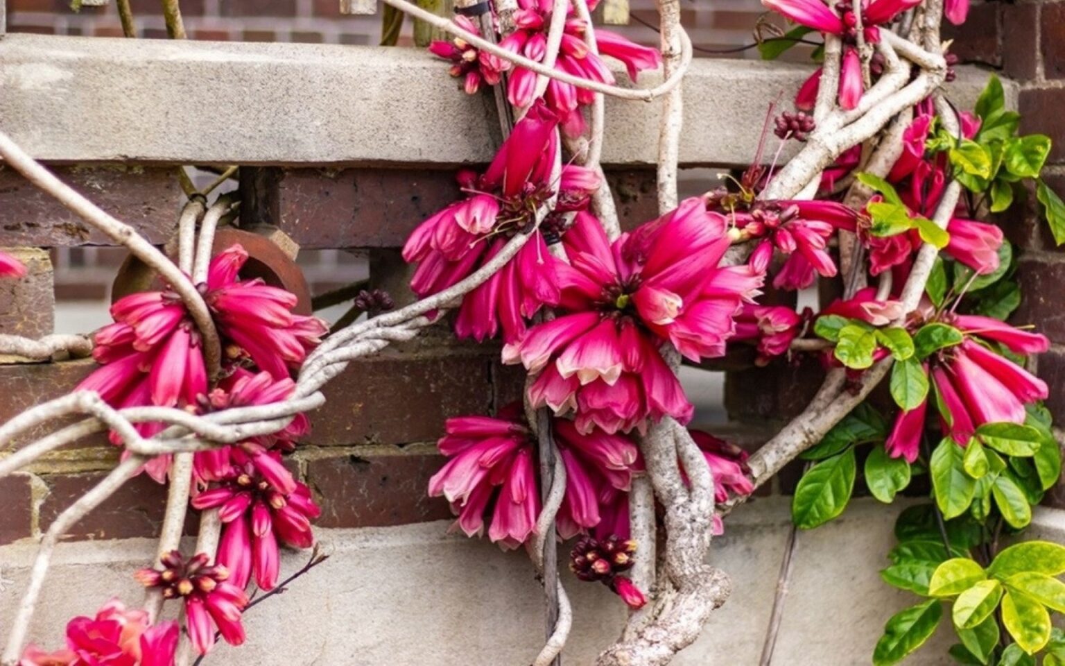 Naujosios Gvinėjos ar miško trimitai, Trijų Karalių liana, Freizerio salos vijoklis... Vargu ar esate girdėję tokius pavadinimus. O juk visi jie priklauso nuostabaus grožio augalui, savo egzotiška išvaizda puošiančiam daugelį oranžerijų, bet galintį įsikurti ir paprastame bute.