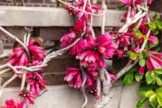 Naujosios Gvinėjos ar miško trimitai, Trijų Karalių liana, Freizerio salos vijoklis... Vargu ar esate girdėję tokius pavadinimus. O juk visi jie priklauso nuostabaus grožio augalui, savo egzotiška išvaizda puošiančiam daugelį oranžerijų, bet galintį įsikurti ir paprastame bute.