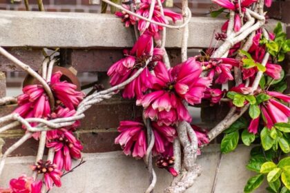 Naujosios Gvinėjos ar miško trimitai, Trijų Karalių liana, Freizerio salos vijoklis... Vargu ar esate girdėję tokius pavadinimus. O juk visi jie priklauso nuostabaus grožio augalui, savo egzotiška išvaizda puošiančiam daugelį oranžerijų, bet galintį įsikurti ir paprastame bute.