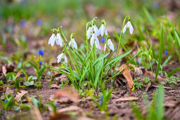 Savaitės pradžia bus šaltoka, daug kur numatomi krituliai, o antradienį vietomis kris sniego ar ledo kruopos, kai kur tikėtina ir šlapdriba, nurodo Lietuvos hidrometeorologijos tarnyba.
