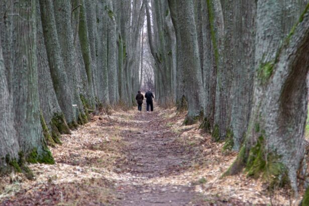 Įspūdingoji Daniliškio liepų alėja Krekenavos krašte lankytojus sutinka atsinaujinusi.