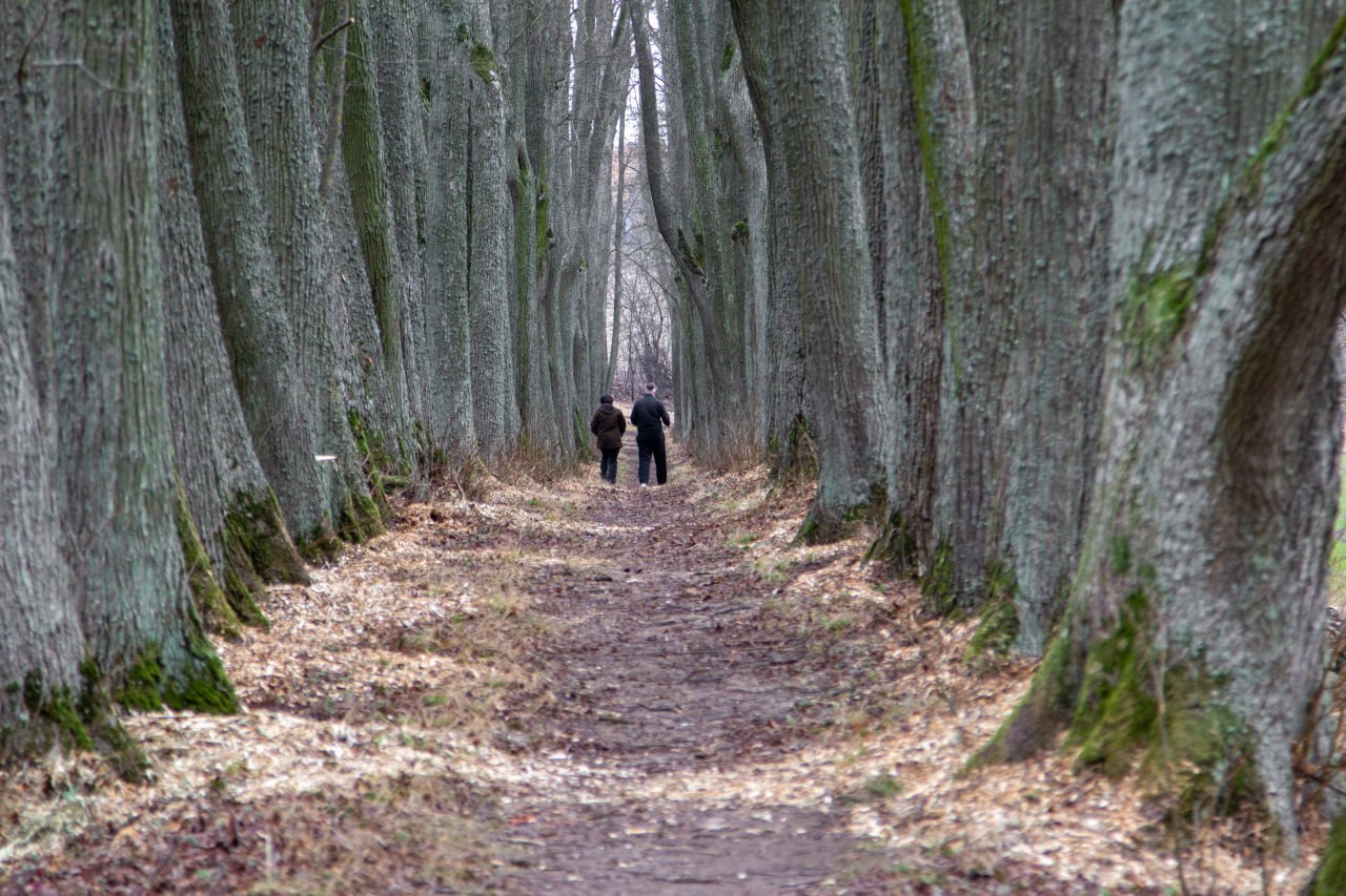 Įspūdingoji Daniliškio liepų alėja Krekenavos krašte lankytojus sutinka atsinaujinusi.