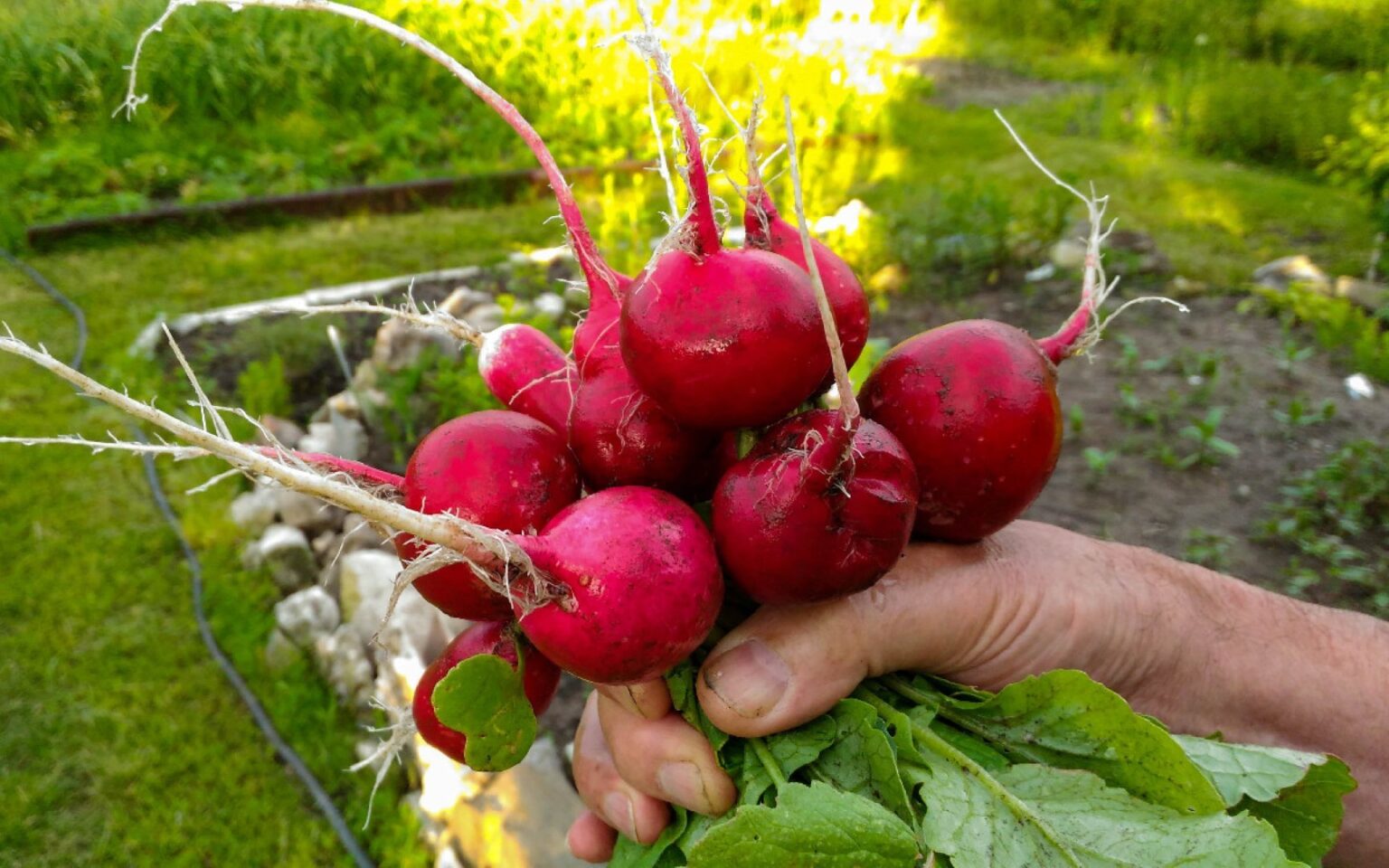 Ridikėliai – viena ankstyviausių daržovių, kurių galime užsiauginti savo darže. Deja, ne visada ši, atrodytų, visiškai nereikli kultūra paklūsta mūsų norams.