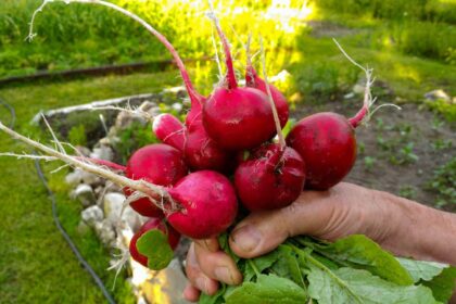 Ridikėliai – viena ankstyviausių daržovių, kurių galime užsiauginti savo darže. Deja, ne visada ši, atrodytų, visiškai nereikli kultūra paklūsta mūsų norams.