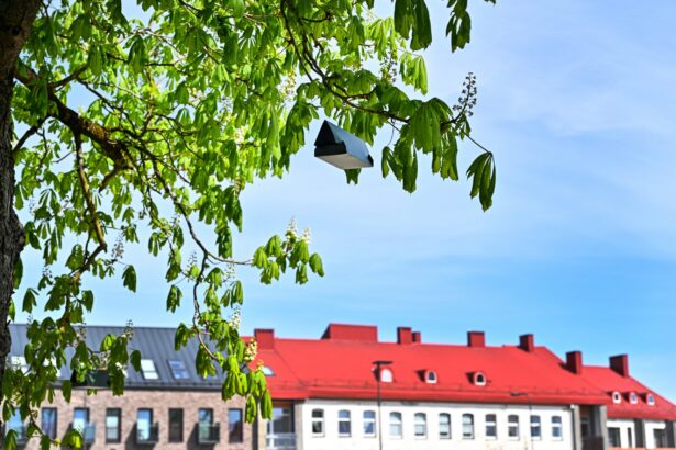 Panevėžys antrus metus iš eilės kovoja su kaštonų kenkėjais. Vos medžiams sužaliavus, šiemet į kaštonus miesto centre vėl pakabintos gaudyklės su feromonais.