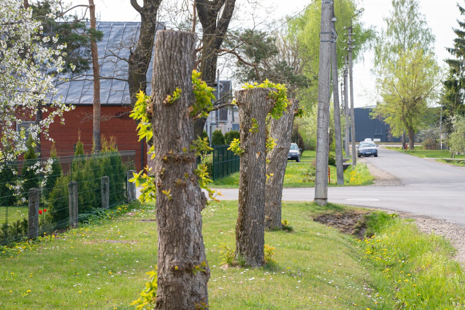 Sovietmečio želdinimo eksperimentai šiandien atsigręžia kitu veidu.