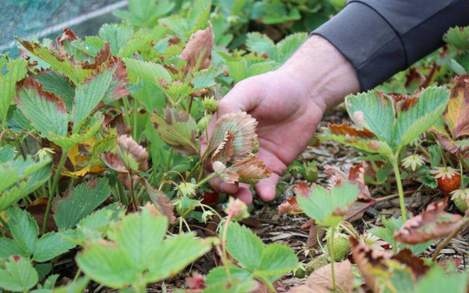 Be sveikų lapų tikėtis gero braškių derliaus neverta. Tad jeigu dar vakar žaliavę lapai staiga ėmė džiūti – ir pradėjo nuo galiukų, būtina skubiai aiškintis, kodėl taip atsitiko, ir imtis reikiamų priemonių uogynui gelbėti.