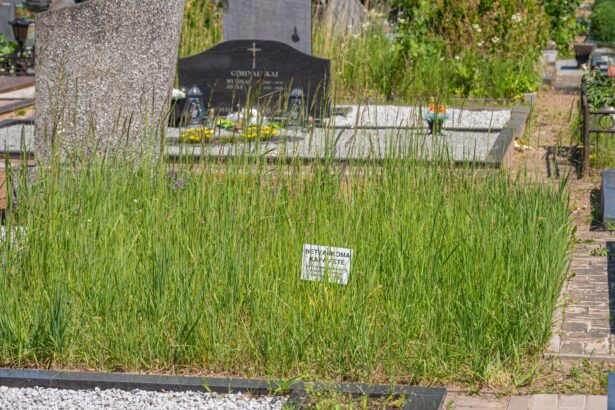 Jei gyventojų sklypuose žolė būna aukštesnė nei 25 centimetrai, gresia bauda.