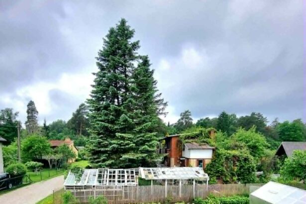 Po Lietuvą savaitgalį siaubusio viesulo ir stipraus vėjo Panevėžio rajono sodininkų bendrijoje „Ekranas 2“ sklypą turintis žinomas fotomenininkas Stasys Skrebys ir jo artimiausi kaimynai jaučiasi tarsi ant parako statinės.