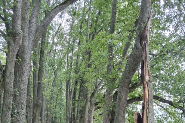 Daugiau nei 300 liepų turėjusią istorinę Daniliškio alėją praretino savaitgalį siautusi audra.